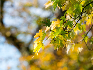 Colorful green & yellow autumn maple leaf on a tree
