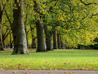 Naklejka premium Colorful green & yellow autumn maple leaf on a tree