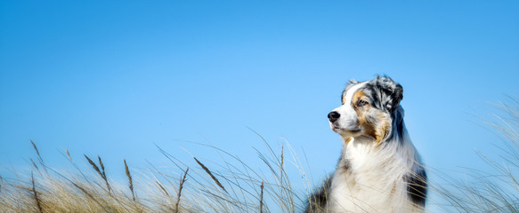 Hund im Seitenprofil vor blauem Himmel mit und Gräsern  - 204904456