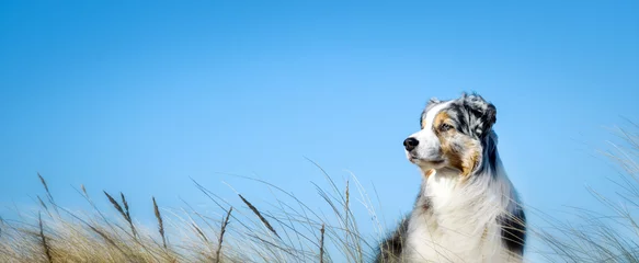 Keuken spatwand met foto Hond in zijprofiel tegen een blauwe lucht met en gras © inkevalentin