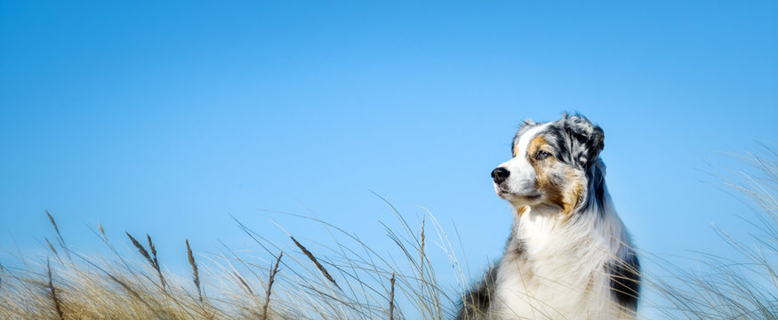 Hund im Seitenprofil vor blauem Himmel mit und Gräsern 
