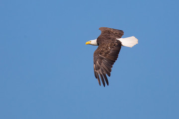 Bald Eagle in Flight with blue background
