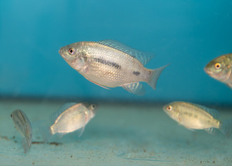 junge Tilapia Fische im Aquarium zur auf Zucht, fingerlings