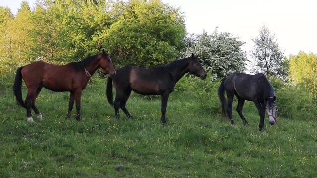 Herd of horses on the green meadow in evening