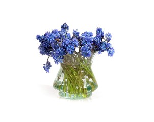 Bouquet of blossoming muscari isolated on white background