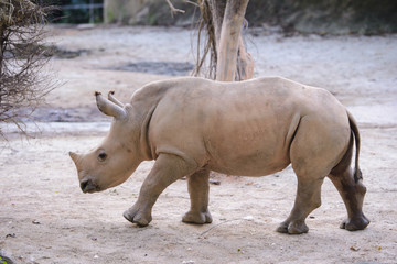 Obraz premium Baby african white rhino