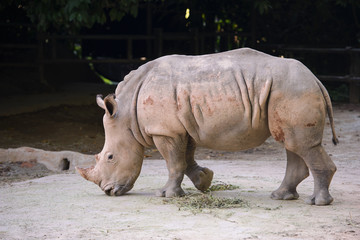 Fototapeta premium African white rhino showing off her beautiful horn
