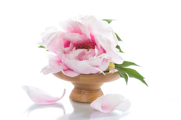 Beautiful peony flowers