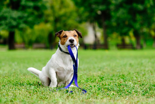 Sad lost dog with leash in mouth as concept of abandon pet needs adoption