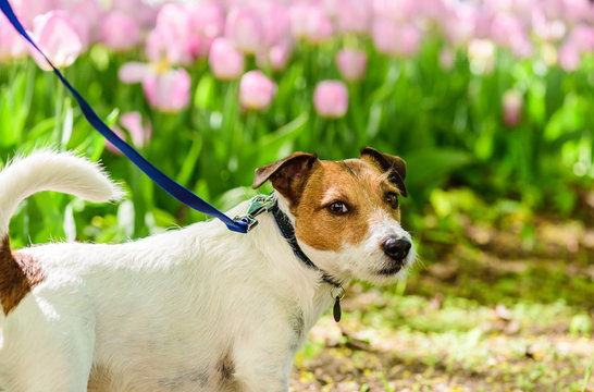 Dog at morning walk on leash looking back at camera Stock Photo | Adobe  Stock