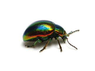 Green beetle on white