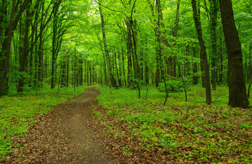 green forest in spring