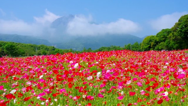 ポピーの花畑と雲仙普賢岳　長崎県