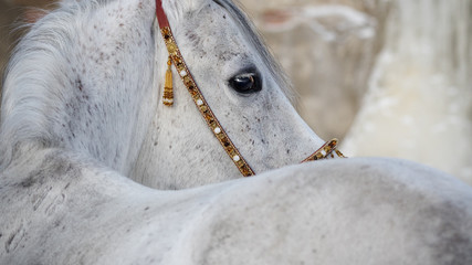 Gray arabian horse look back isolated on light background	