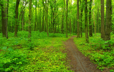 Fototapeta premium Green forest and path
