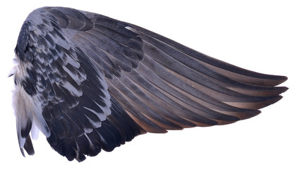 Wing of bird isolated on white background