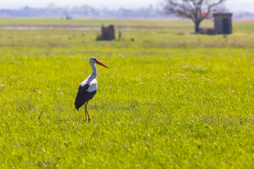 Stork on a spring meadow, ciconia ciconia, Seewinkel, Austria