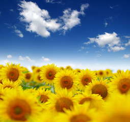 field of blooming sunflowers