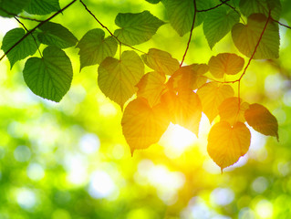 Sun beams and  leaves.