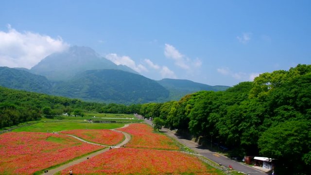 ポピーの花畑と雲仙普賢岳　長崎県