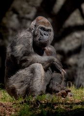 Large Silverback Gorilla Looks Down at Camera