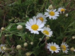Flowers field chamomile in the grass