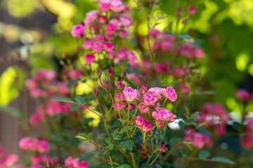 ピンク色のミニバラの花