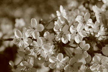 Flowers of cherries. Images in sepia tones.