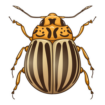 Colorado potato beetle (Leptinotarsa decemlineata), also known as the ten-striped spearman, the ten-lined potato beetle or the potato bug. 