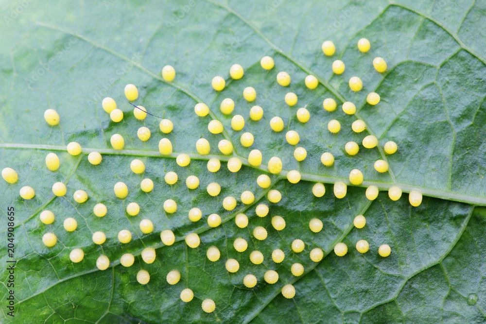 Wall mural texture of butterfly eggs on green leaf background.