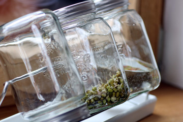 Sprossen im Glas