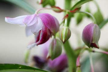 closeup of pink balsam flower background.
