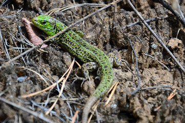 Naklejka na ściany i meble Green lizard (Lacerta viridis) - a species of lizards of the genus Green lizards. Lizard basking in the sun