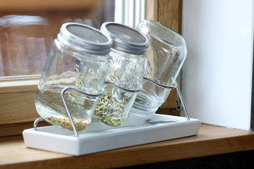 Sprossen im Glas