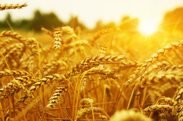 Wheat field on sun.