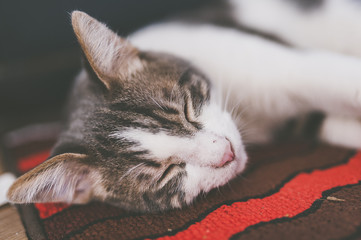 Portrait de jeune chat tigré blanc en train de dormir