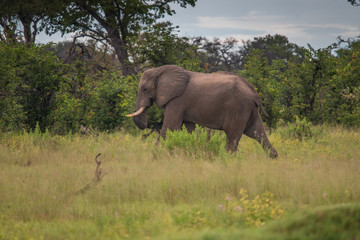 Obraz na płótnie Canvas Elephant (Loxodonta africana)