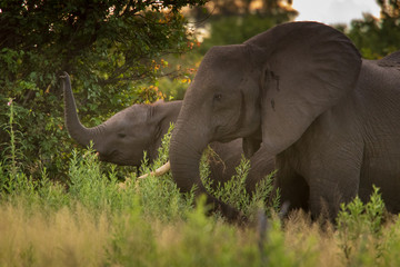 Elephant (Loxodonta africana)