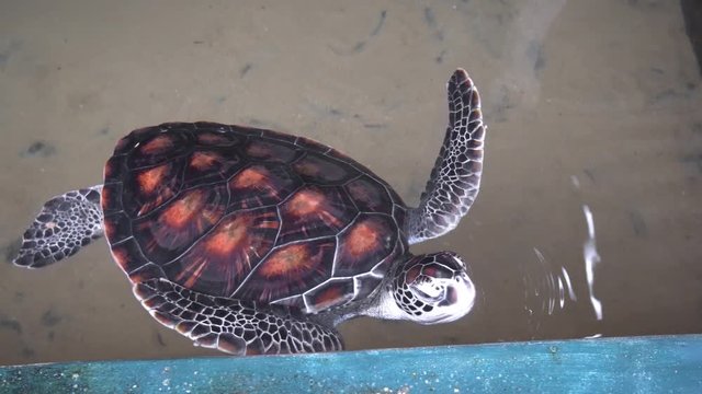 Sea Turtle in Captivity at Hikkaduwa, Sri Lanka Research Facility