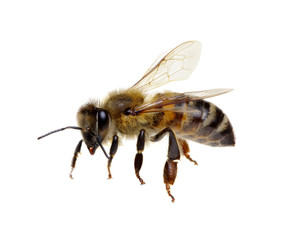 Bee isolated on white