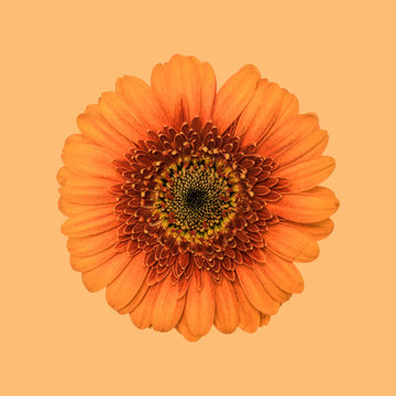 Gerbera flower, orange against plain background