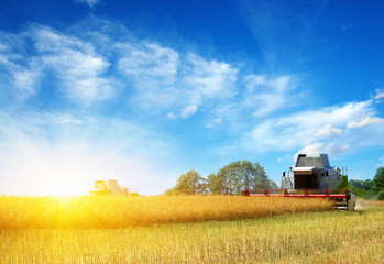 Fototapeta premium Combine working in field.