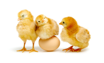 brown egg and chicks