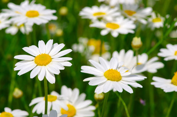 Obraz na płótnie Canvas White daisy on field