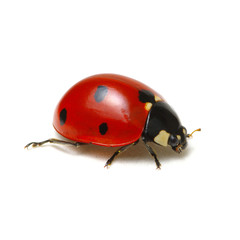 Ladybug isolated on white