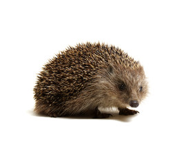 Hedgehog  isolated on white