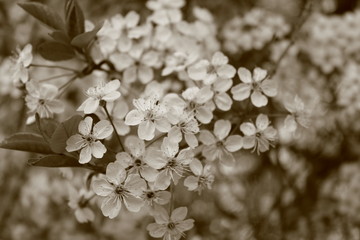 Flowers of cherries. Images in sepia tones.