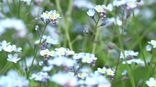 Forget me not flower (Myosotis sylvatica) in the wind 4K 