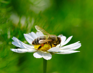 Bee and flower