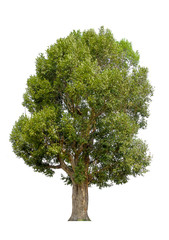Fototapeta premium tree isolated. green tree isolated on white background.